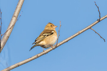 Common Chaffinch perched on a tree branch