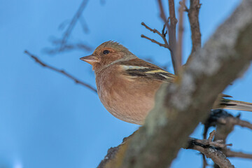 Common Chaffinch perched on a tree branch