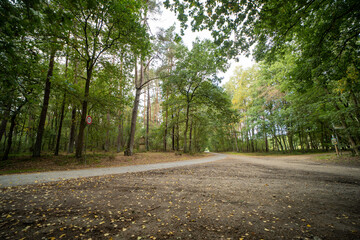 The forrest near Rheine, Germany