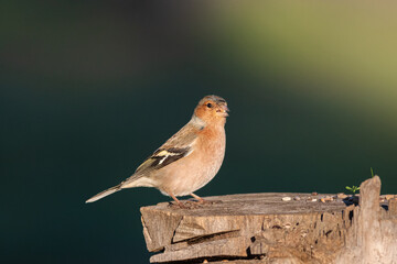 Common Chaffinch eating seeds on a tree stump