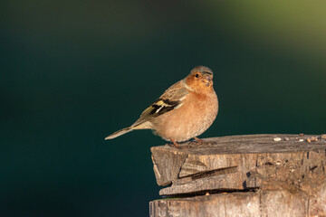 Common Chaffinch eating seeds on a tree stump