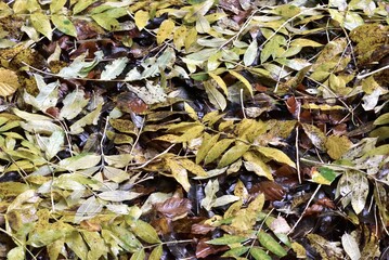 Autumn tree leaves on the ground after the rain
