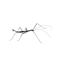 a grasshopper on a white background vector illustration