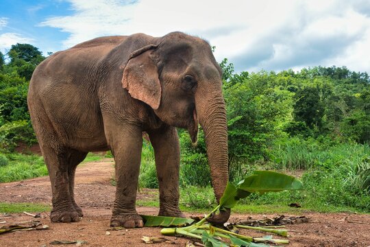 portrait of Lao Elefant at Luang Prabang, Laos PDR, South East Asia