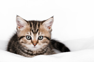 Fototapeta na wymiar a small brown kitten lies on a light background 