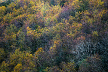 Fototapeta premium Autumn color palette in a mixed deciduous forest