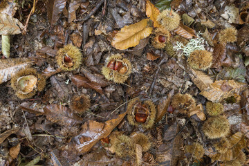 Autumnal background with dry leaves and chestnuts coming out of their prickly shell