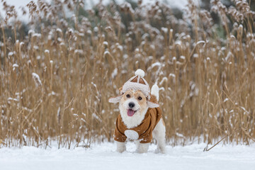 Jack Russell Terrier in a hat with earflaps and a brown jacket stands in a thicket of reeds in winter. Snowing. Blur for inscription