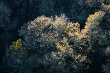 Naklejka na ściany i meble In a clearing of the forest some illuminated oaks stand out against the dark background