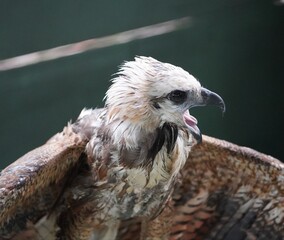 Portrait of Black-collared Hawk (Busarellus nigricollis) is a species of bird of prey in the...