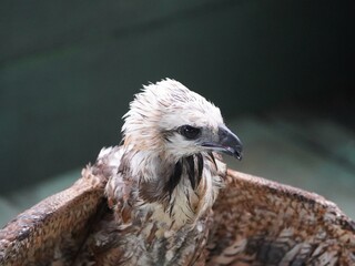 Portrait of Black-collared Hawk (Busarellus nigricollis) is a species of bird of prey in the Accipitridae family.