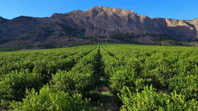 Flying over the green lemon trees garden towards a mountains. Aerial agriculture drone footage. 4k Orihuela, Spain