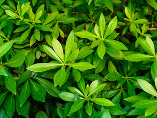 Scheffler in the park close-up. Plant of the Araliaceae family