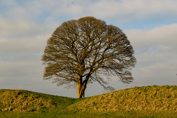 London plane tree on the edge of Giant's Ring megalithic site at Ballynahaty, Belfast, County Down, Northern Ireland