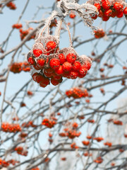 Icy mountain-ash at winter. Winter day. Branches and clusters of mountain ash covered with ice