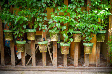  plants in the garden 