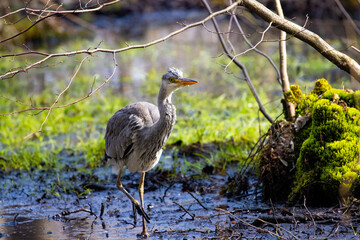 Beautiful grey heron up close hunting frogs in a marsh in a park in Sopot
