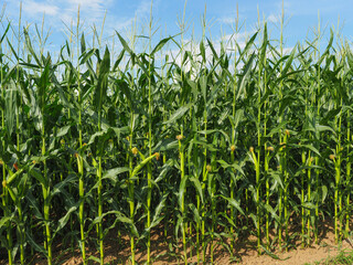 Full-grown Maize plants with stalks, ears and silk. Zea mays or Corn is a cereal grain of the Poaceae family. Maize has become a staple food in many parts of the world.