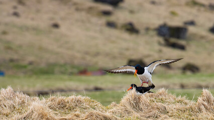 Eurasian oystercatchers during copulation spotted in Iceland