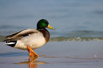 Beautiful male mallard duck walking on the sandy beach in Sopot, Poland, baltic sea