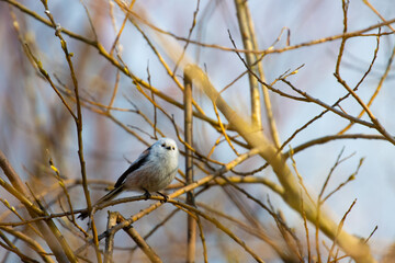 Beautiful cute fluffy little long tailed tit sitting on a branch spotted in a park in Sopot, Poland.