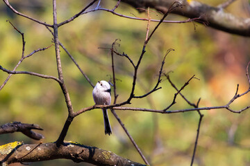 Beautiful cute fluffy little long tailed tit sitting on a branch spotted in a park in Sopot, Poland.