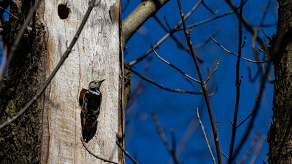 Beautiful Middle spotted woodpecker pecking on tree near its hollow. Bird spotted in park in Sopot, Poland
