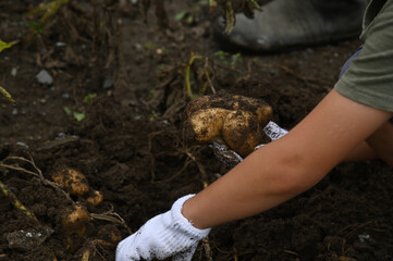 軍手をはめてジャガイモを掘る手