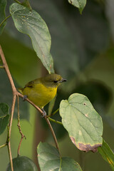Female thick-billed euphonia perched on the branch of a passionflower (Quind&iacute;o, Colombia).
