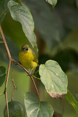 Female thick-billed euphonia perched on the branch of a passionflower (Quind&iacute;o, Colombia).
