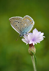 Butterfly on flower, Polyommatus icarus