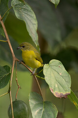 Female thick-billed euphonia perched on the branch of a passionflower (Quind&iacute;o, Colombia).