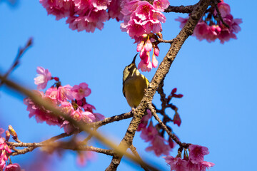 Female Green-tailed Sunbird ,Aethopyga nipalensis or Nepal yellow-backed sunbird, in the family Nectariniidae live on Ang khang in Chiang Mai, Thailand.