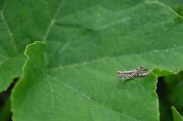 緑の葉の上に茶色いバッタ
