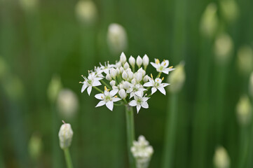 白い小さな花をたくさんつけるニラの花と蕾