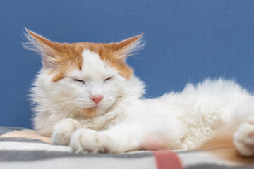 domestic cat resting lying on a blanket