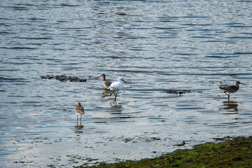 little egret and black tailed godwits in the sea