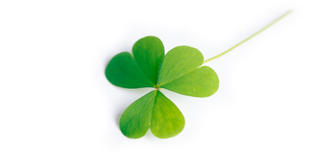 Green clover leaf isolated on white background. with three leaved shamrocks. St. Patrick's day holiday symbol.	