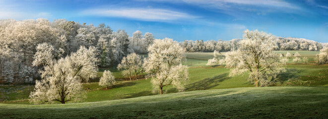 Panoramic winter landscape containing three old trees with hoarfrost on frozen green hills, blue sky, white clouds and long shadows 