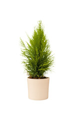 Cut out cypress plant in a pot, home decoration isolated