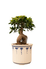 Cut out bonsai plant in a pot, home decoration isolated © Asier