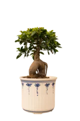 Fotobehang Bonsai Cut out bonsai plant in a pot, home decoration isolated  © Asier
