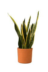 Cut out sansevieria plant in a pot, home decoration isolated