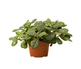 Cut out money plant in a pot, home decoration isolated
