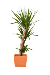 Cut out yuca plant in a pot, home decoration isolated
