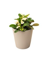 Fototapeta premium Cut out poinsettia plant in a pot, home decoration isolated