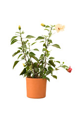 Cut out hibiscus plant in a pot, home decoration isolated © Asier