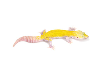 Leopard gecko white background