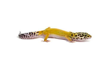 Leopard gecko white background