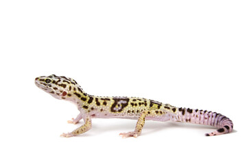Iranian Fat-Tailed Gecko white background